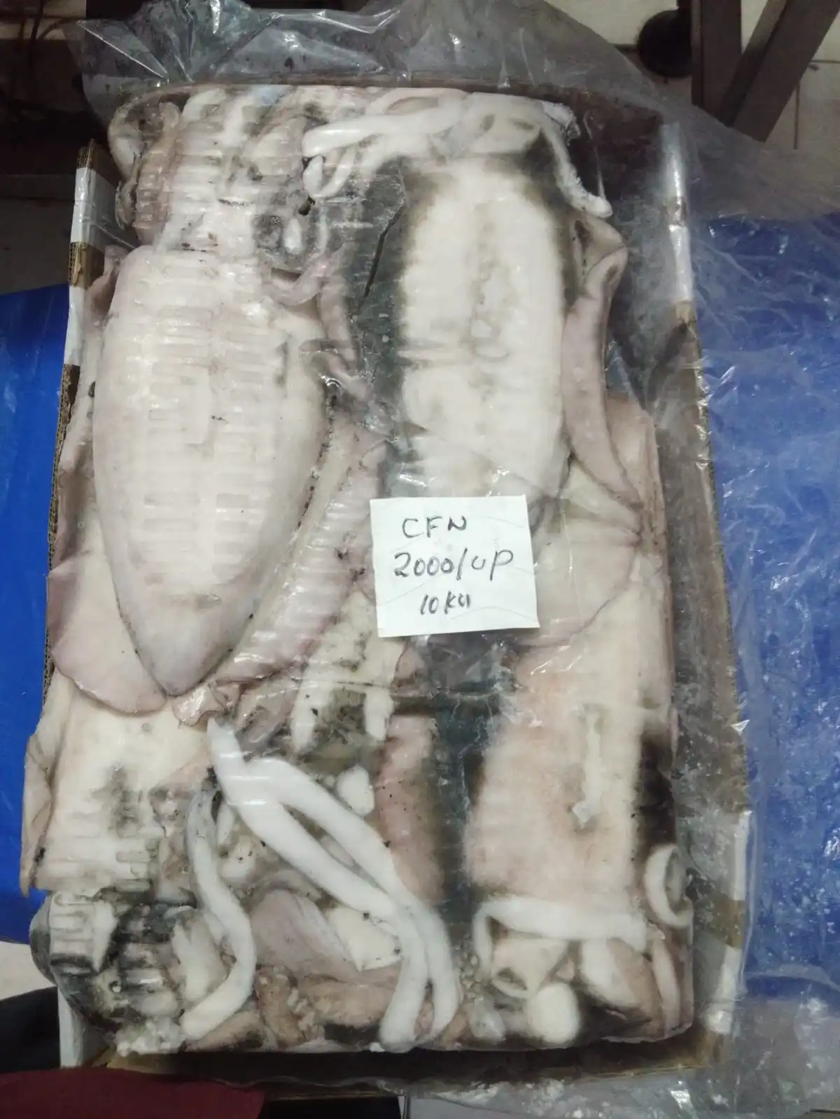 Block frozen cuttlefish whole from India