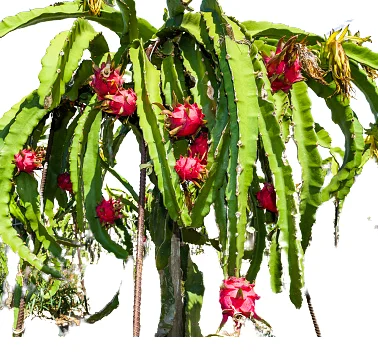 Свежий дракон красный и белый плод фрукты Высокое качество конкурентоспособная цена на экспорт 2021/100 Новый Супер вкусный вкус