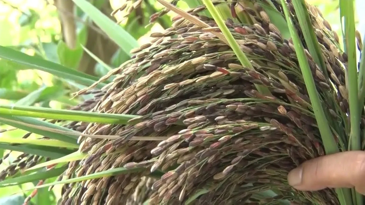  Здоровый темно-фиолетовый рис от производителя черный фиолетовый органический Oryza посева глютиновый (Ms Деми + 84 961 733 400)