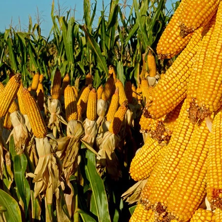 Yellow Corn/Maize Best Price 2021 Wholesale Fit for Human Consumption and Animal Feed, yellow maize