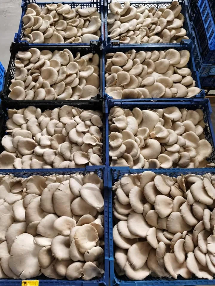 Real WHitemushroom.jpeg