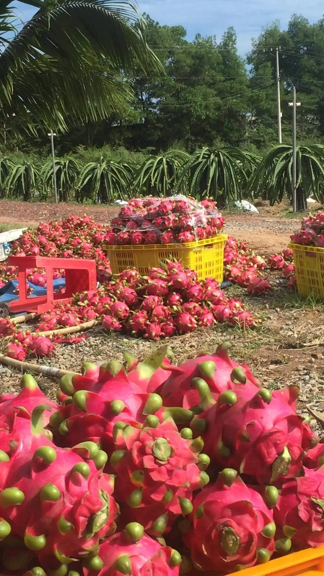 Fresh Red Dragon Fruit Export wholesale High Quality (Certification: GAP, HACCP...) - 100% Organic