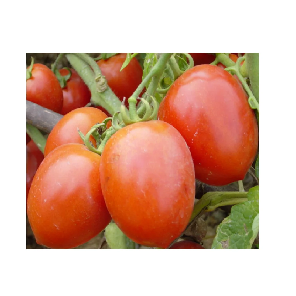 
Big Size 5cm 100% Maturity High Quality Organic New Crop Fresh Red Roma Tomato From Vietnam 