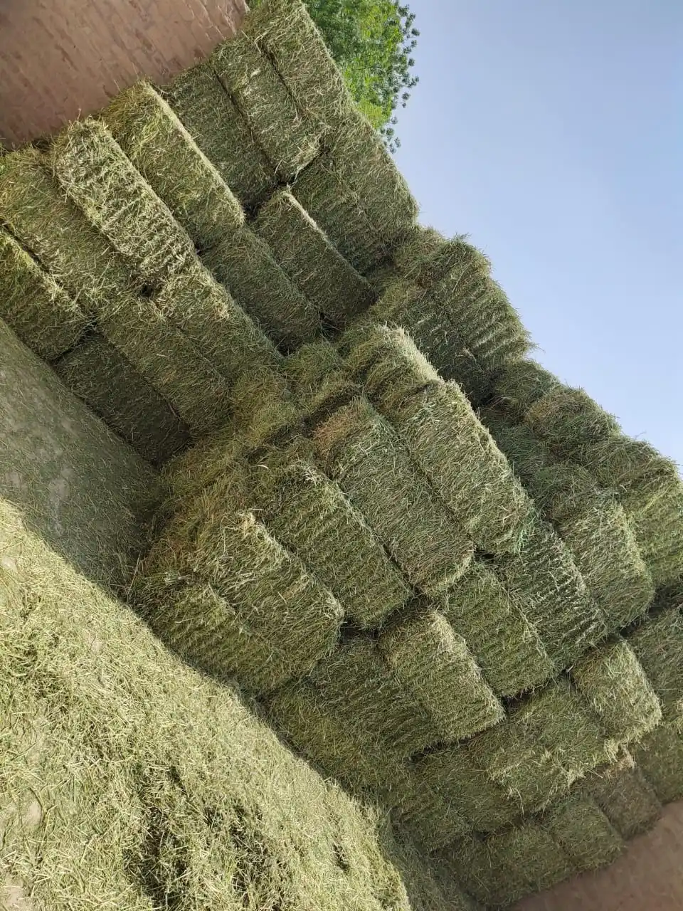 Alfalfa Hay Special Prices ONLY for Gulf Region and Arab Countries