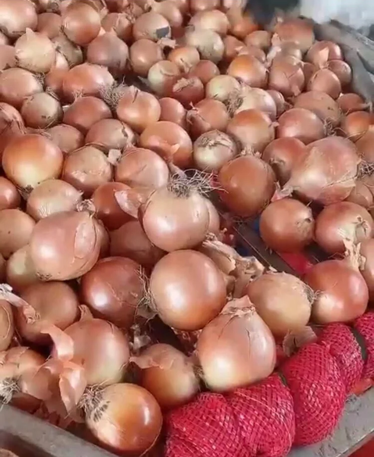 Supplying Fresh big onion red/yellow/white onion from Vietnam with top quality _Vikafoods (WhatsApp/Wechat: + 84 983 028 718)