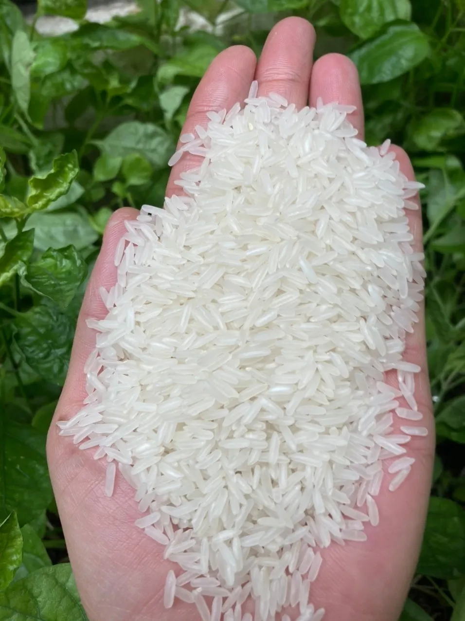 Жасминовый рис от производителя риса для восхода солнца во Вьетнаме бренд Arroz-riz parfume- [WS 0084 989 322