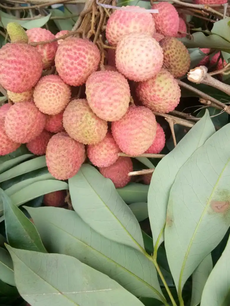 Fresh Lychee