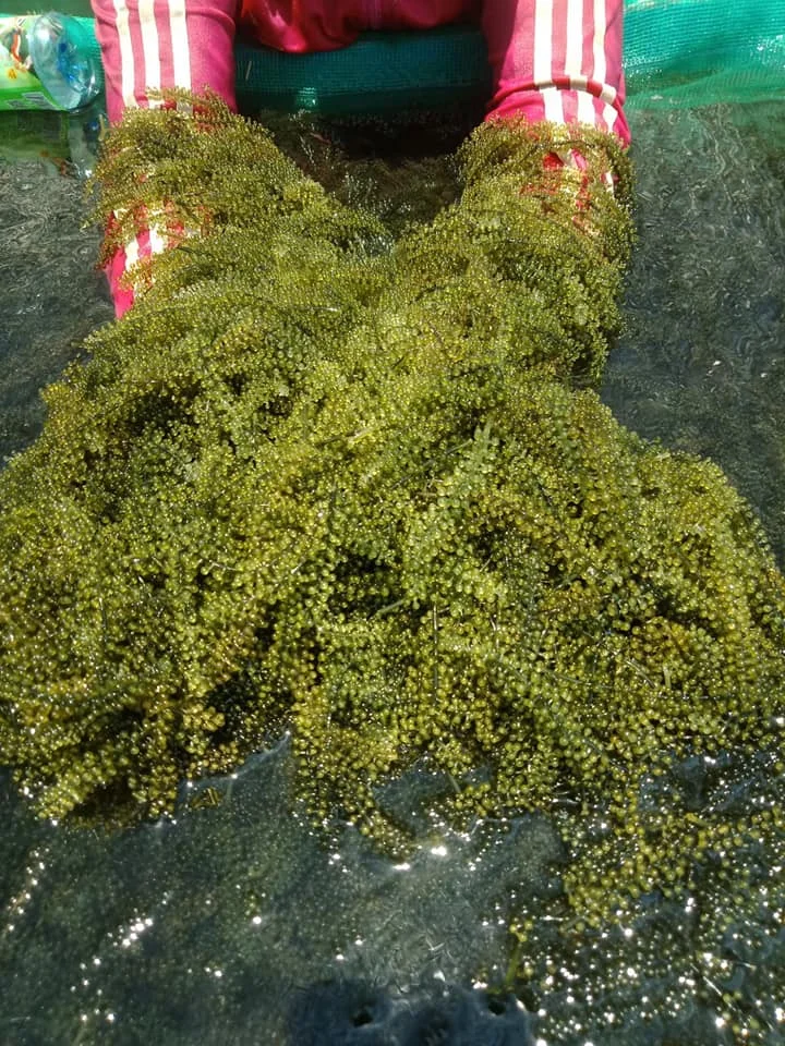  Дегидратированный морской виноград органический деликатесные суши продукт для здоровья морские водоросли MS ANNA + 84902804571