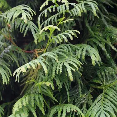  Pemou Essential Oil Good Product Price High Quality Made From Vietnam 100% Pure Herbs Hot Sell