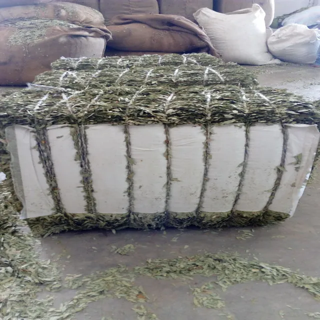 Olive Leaves olive leaves t-cut Dried leaves Apex India