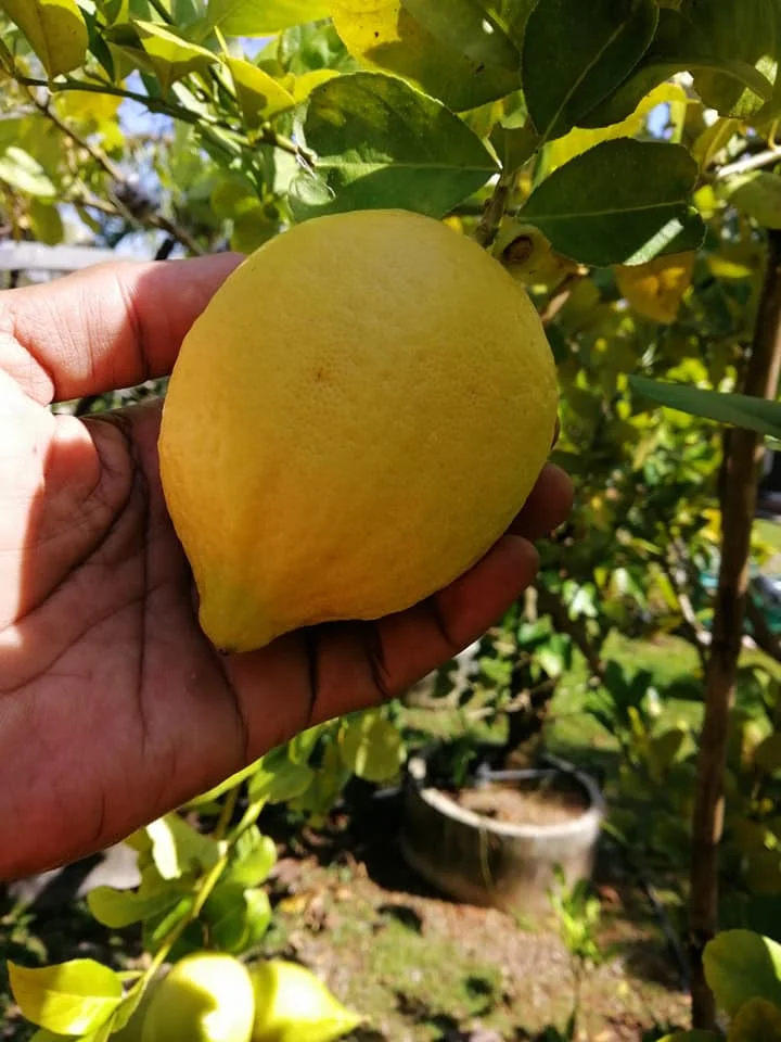 Свежие бессеменные ювричные желтые лимоны класса 1 сочные без семян