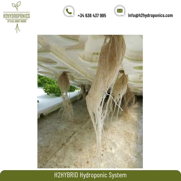 
Agricultural H2HYBRID Hydroponic Growing Systems for Greenhouses and Indoor Farms 