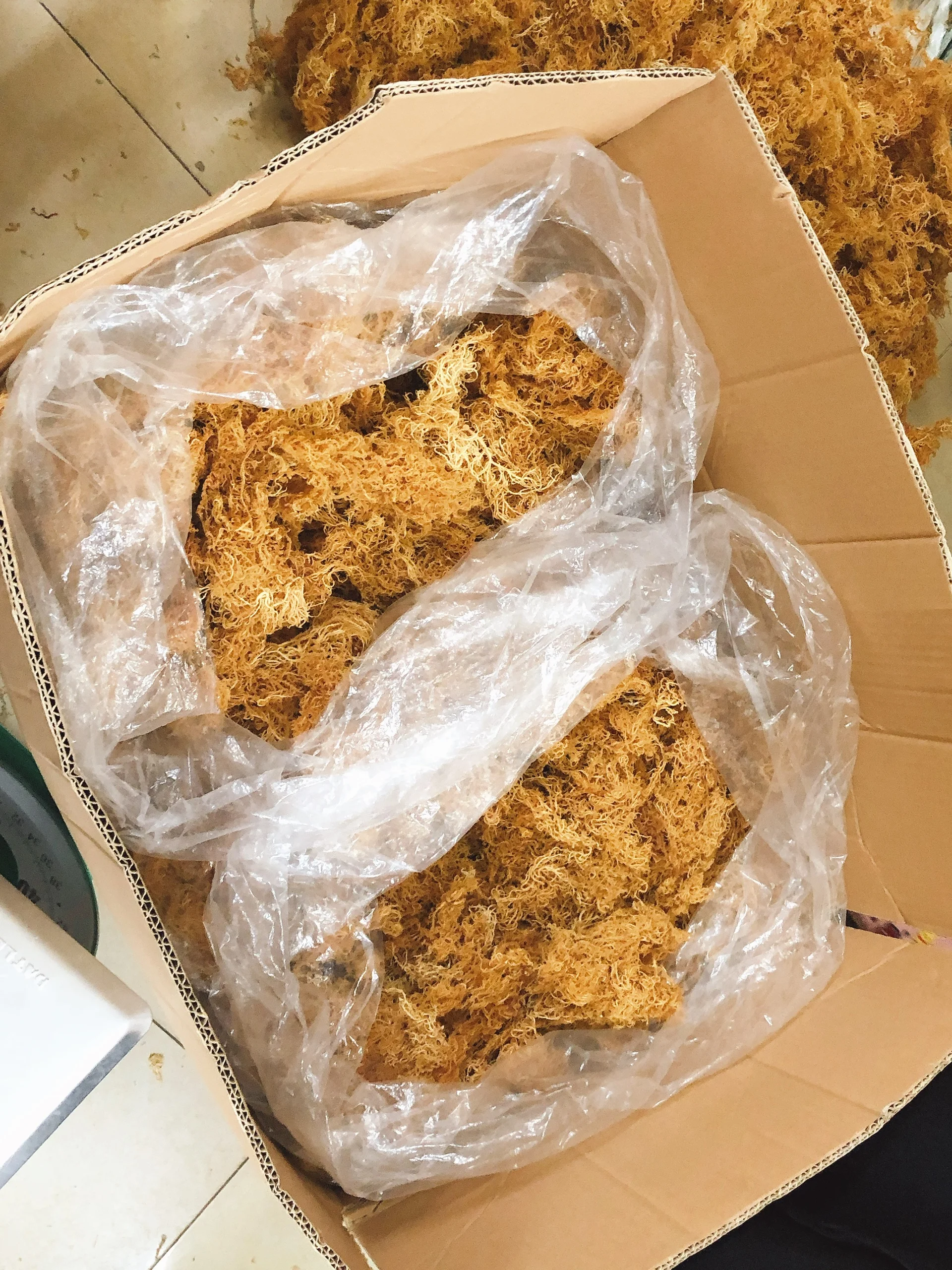  100% сушеный несоленый коричневый морской мох для поддержки здорового сердца из Вьетнама низкая цена-MS. NIAN + 84 363 210 230 (WHATSAPP)