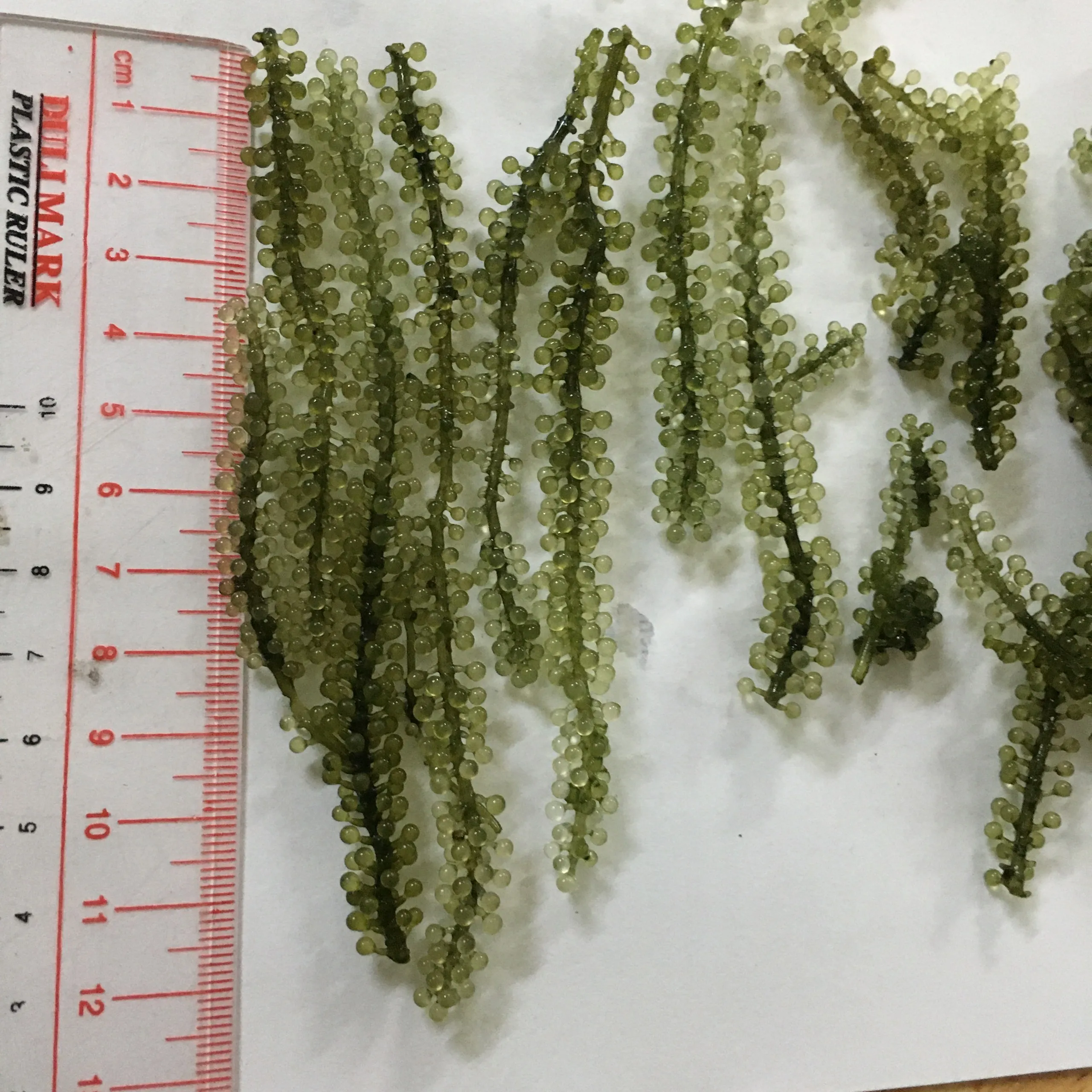  Натуральный лато морской виноград хорошего качества сделано во Вьетнаме // JOLENE + 84 336089155