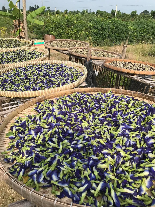 
Viet nam Butterfly Pea flower Herbal slimming Tea High Quality Organic Blue Tea 