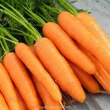 Лидер продаж замороженная морковь для приготовления пищи высокого качества г-жа Нэнси + 84-896-626-401