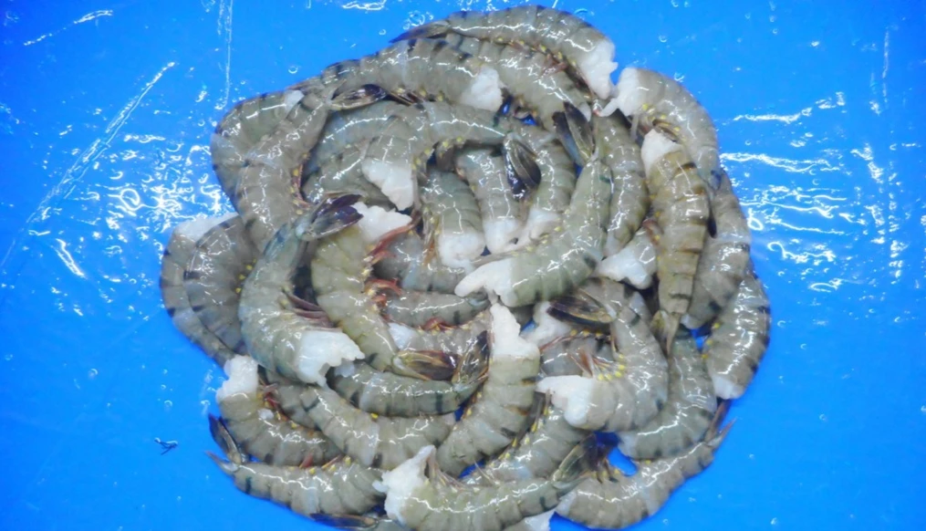 HLSO BLACK TIGER SHRIMPS BEST PRODUCT