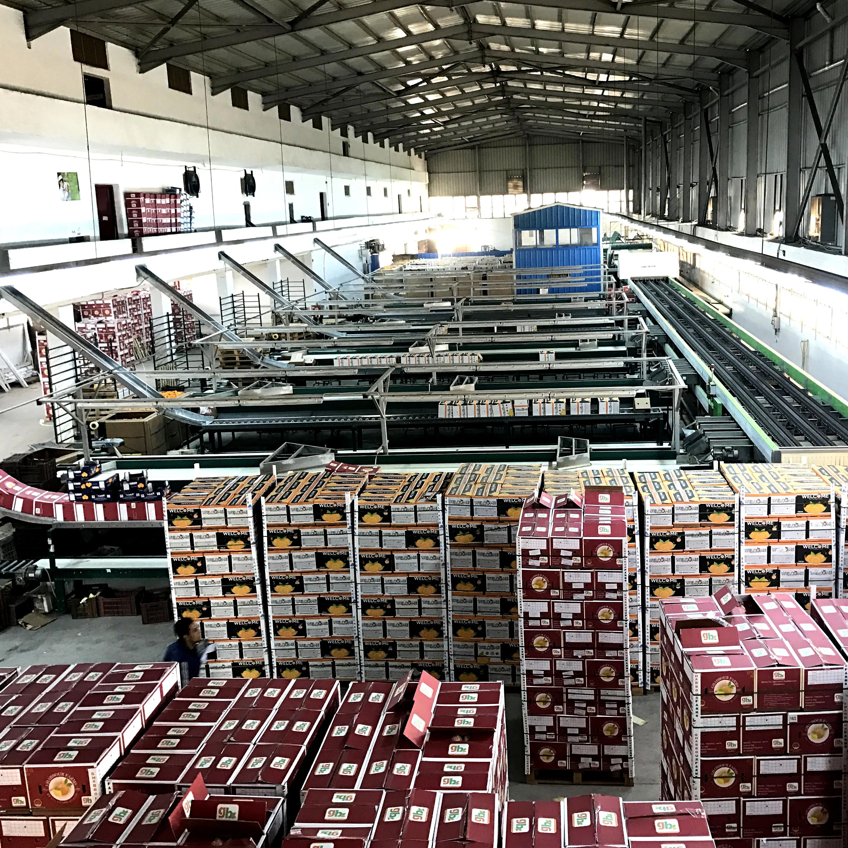 Fresh Citrus Fruits, Valencia and Navel Orange for sale