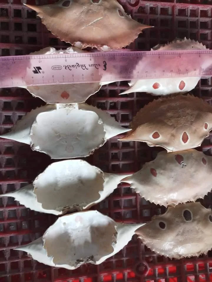
Dried Crab shell for food Stuffed - CHARYBDIS NATATOR SHELL BIG SIZE FROM NATURAL SEA 
