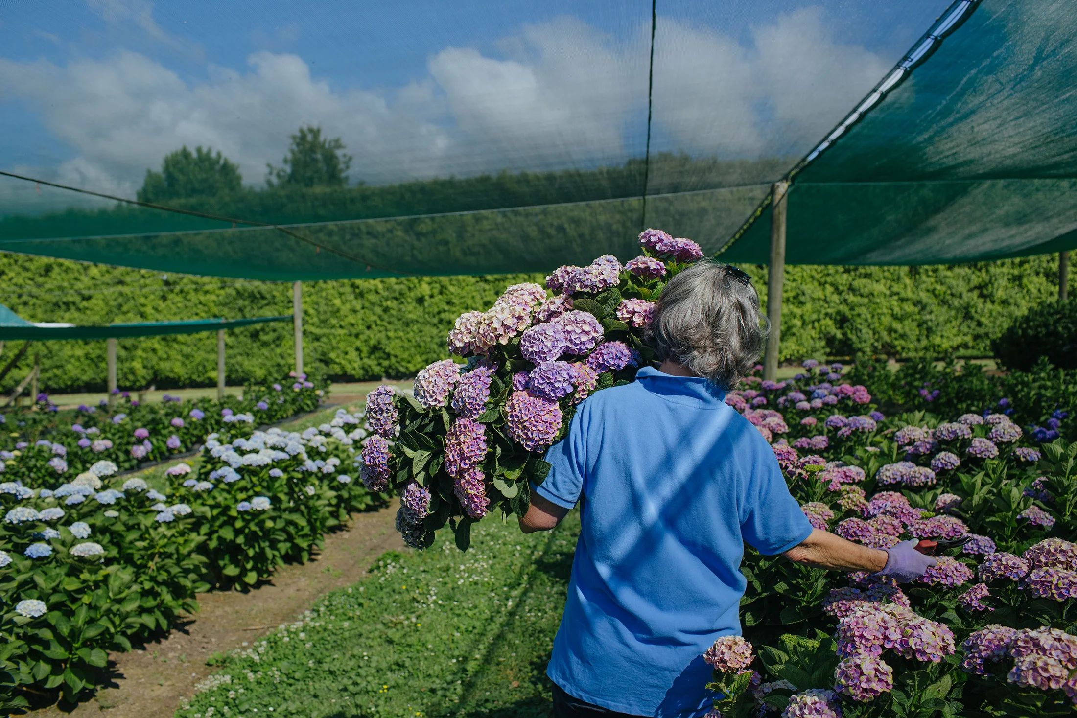 Finest Real fresh cut Hydrangea premium quality select size (16/17) cm  light Blu colour fresh flowers not preserved decorative flowers