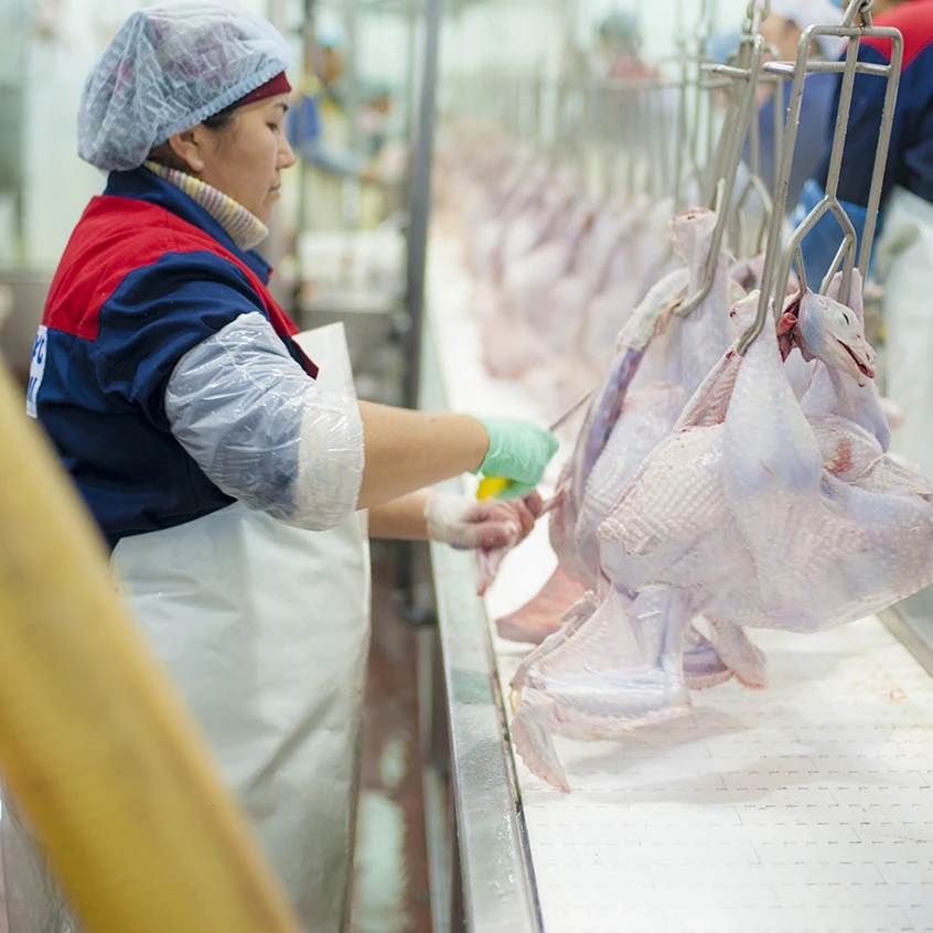 
Super taste Healthy Halal Turkey meat from Kazakhland 