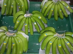 Fresh Cavendish Banana