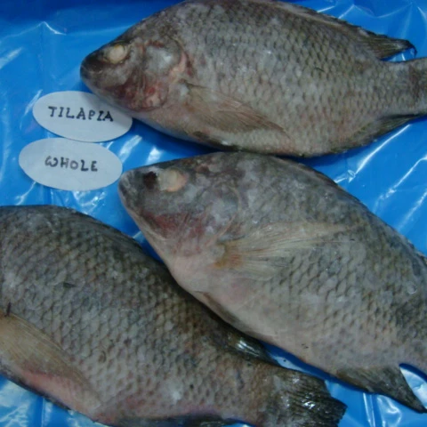 FROZEN TILAPIA WHOLE ROUND