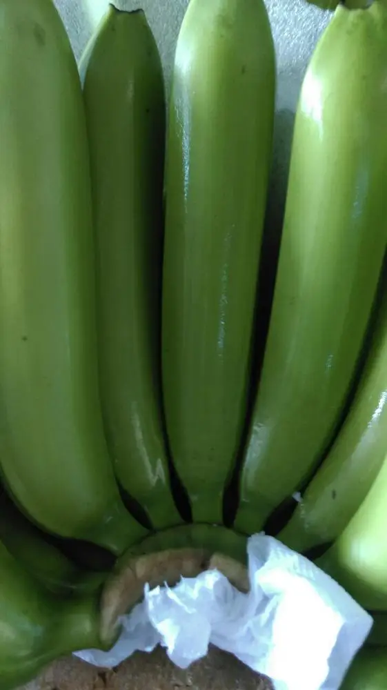 Fresh Cavendish Banana- Grade A from Vietnam- Best choice of tropical fruits