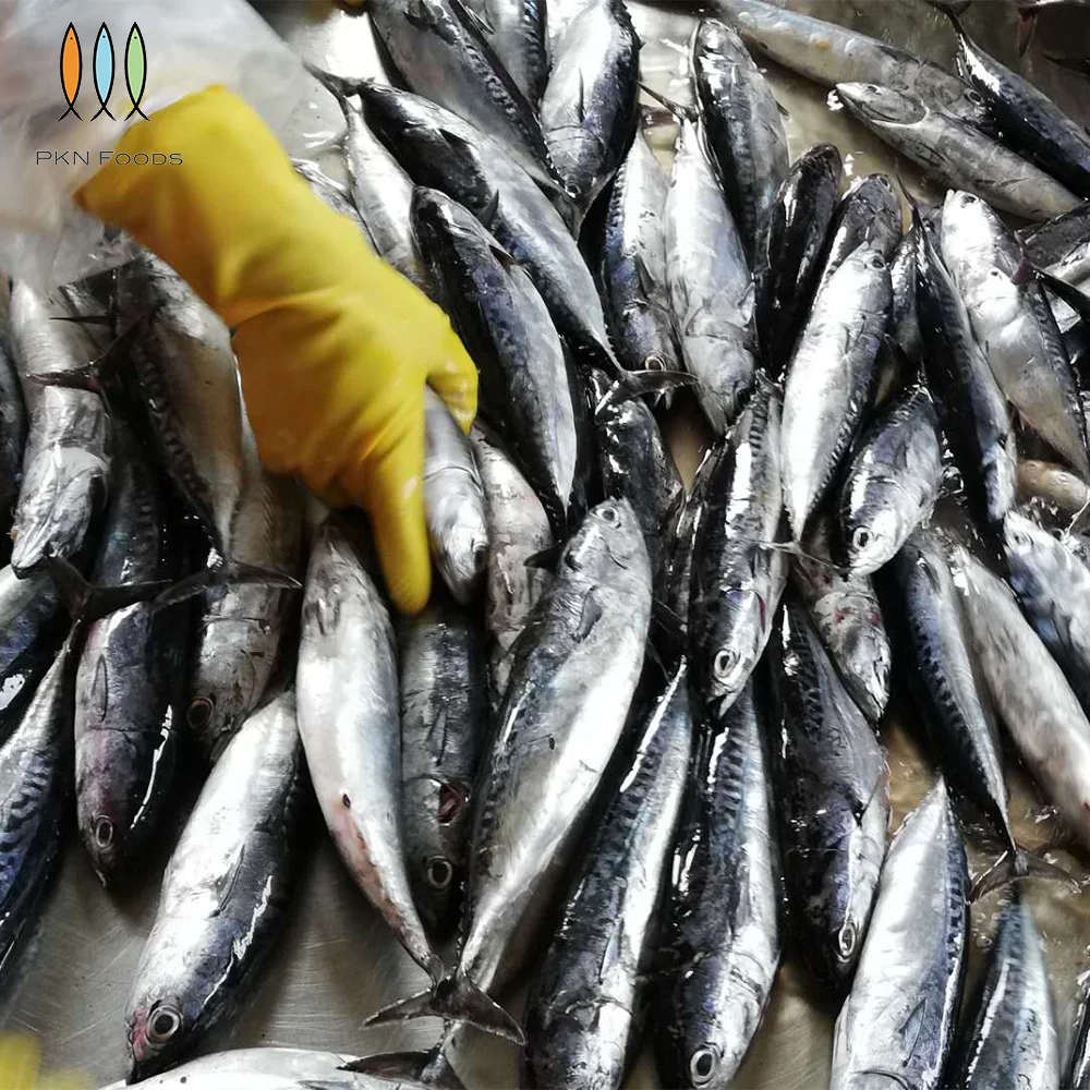 Frozen IQF BLOCK Whole Body Nature Seasonal Auxis Rochei Bonito with 2 Years Shelf Life From Vietnam