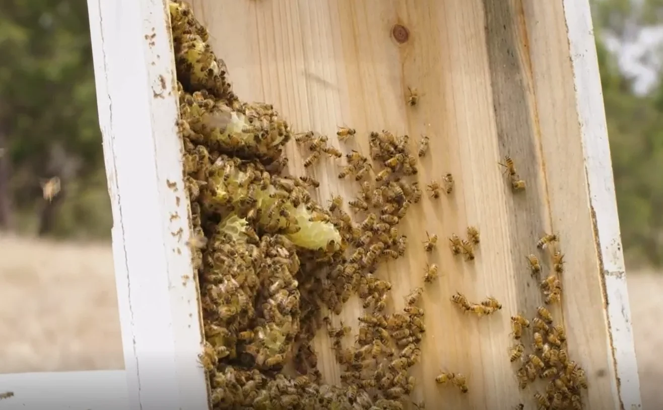 260g 100% Pure (No Additives) TA35+ Jarrah Honey With Nutty Taste And Shelf Life 3 years+