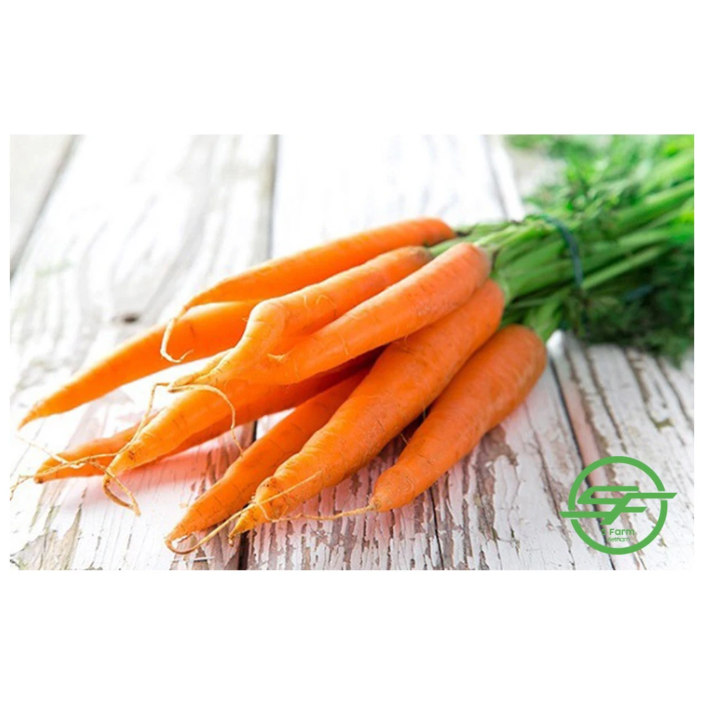 High quality fresh natural organic fresh-harvested carrots from Vietnam with competitive price for export