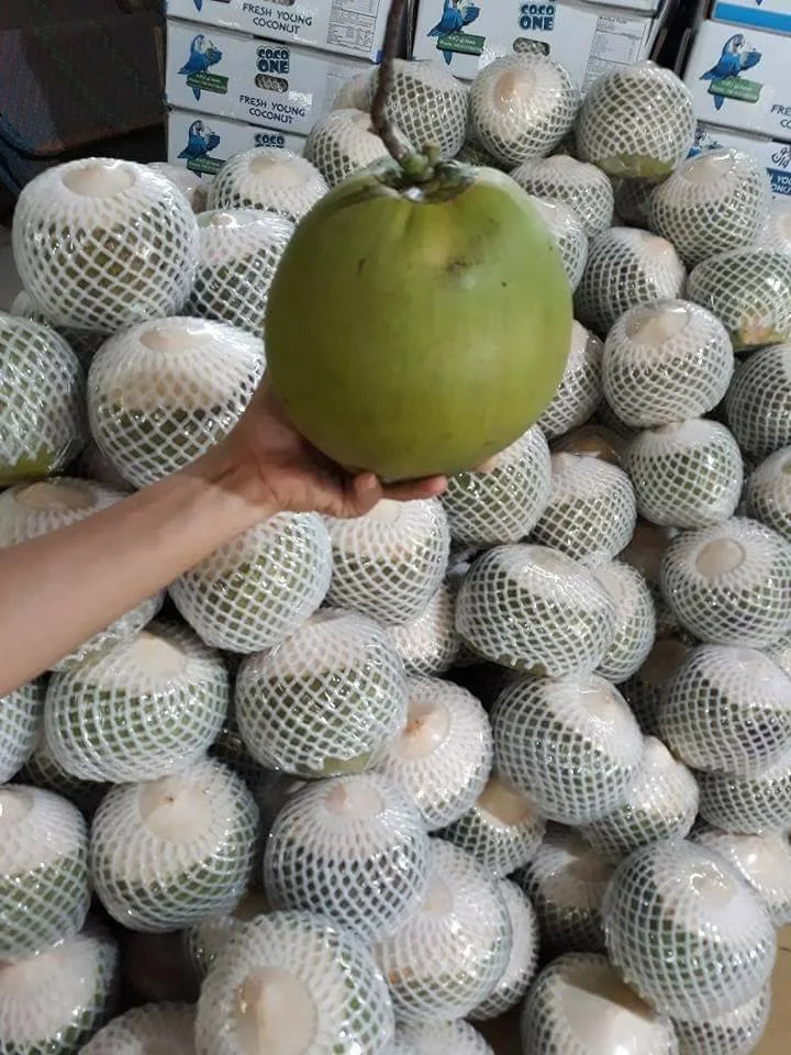 Super Sale Fresh Young Coconut Natural And Good Taste From Vietnam With High Quality