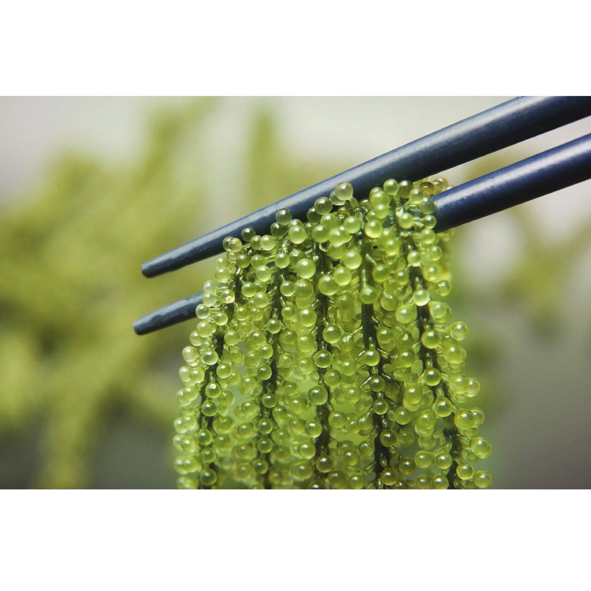 
VLUMI Best Seller Organic Seaweed Fresh Sea Grapes - Umibudo for Sashimi Made In Vietnam 