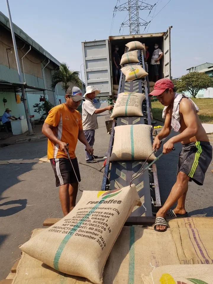 VIETNAM ROBUSTA COFFEE GREEN BEANS
