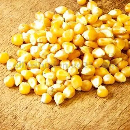  Vietnamese Yellow Corn Best Price Wholesale - Vietnam Maize export to Korea Japan UAE etc yellow corn for animal