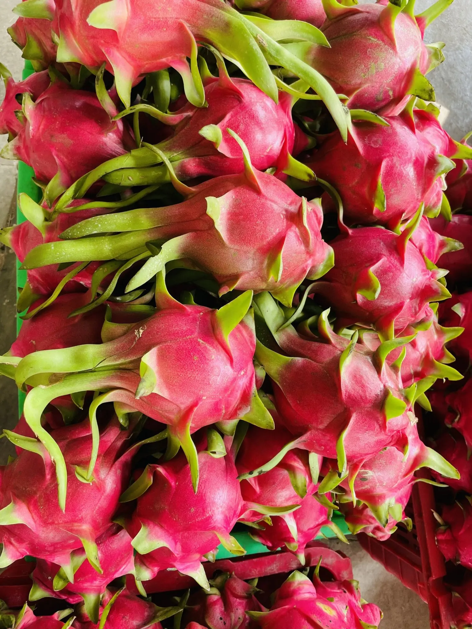 
Viet Nam Dragon Fruit Hylocereus polyrhizus - rich nutrition pitaya high quality red skin wholesale price free tax to EU Korea 