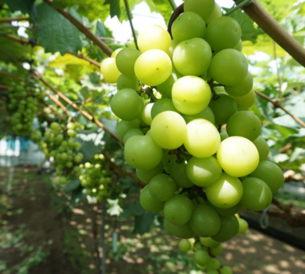  Свежий натуральный зеленый виноград Muscat с большим количеством витаминов выращиваемых в Корее провинция Гённам