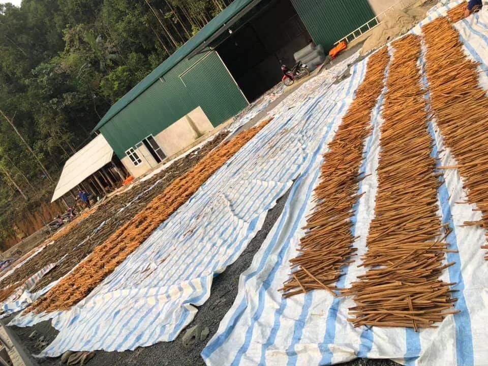 Cinnamon Purity Organic Product Great Flavor Cinnamon Stick Bark Premium Food Grade Hot Sell Quality