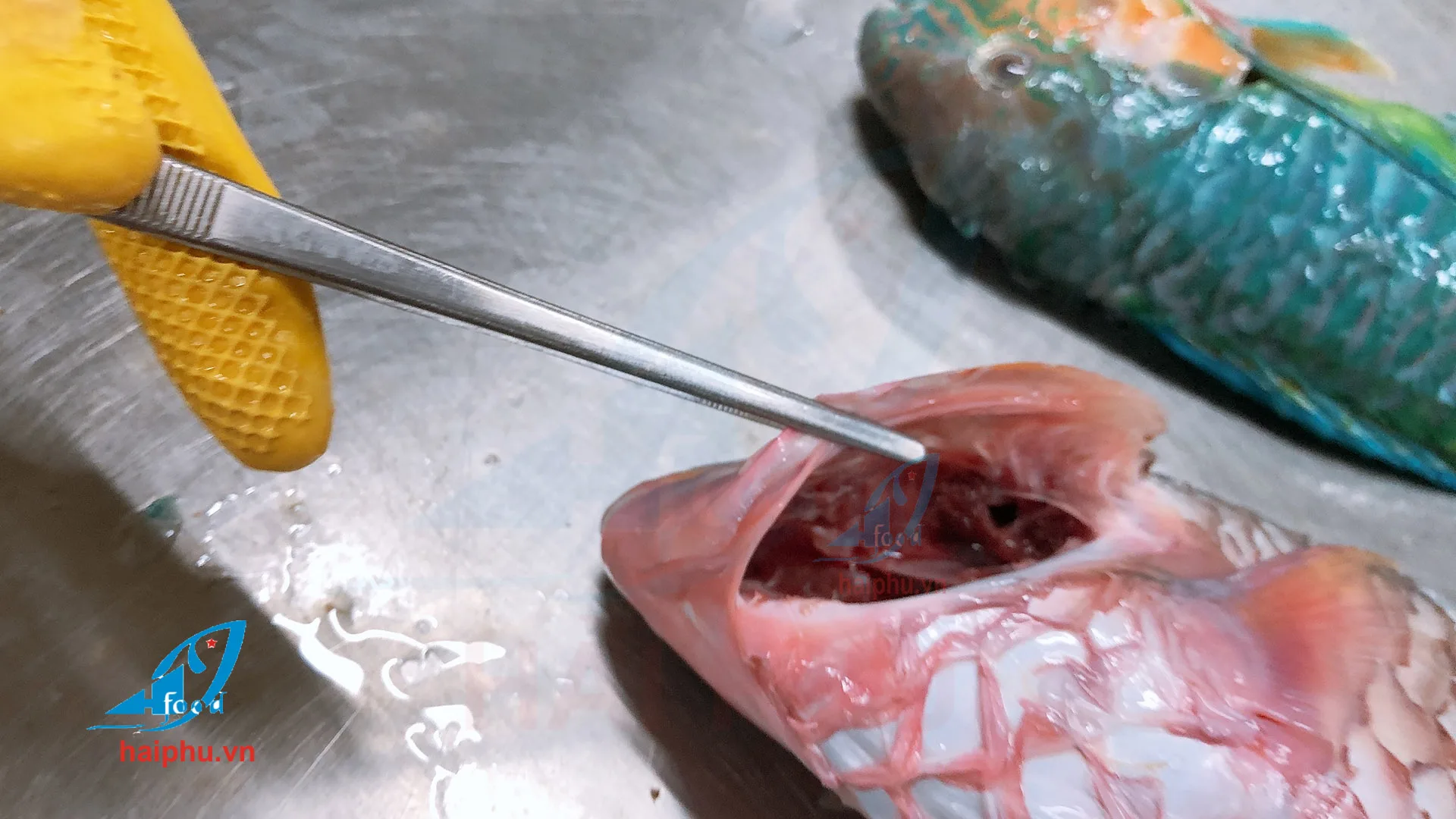 Замороженный попугай рыба безголовая высокое качество хит продаж VN