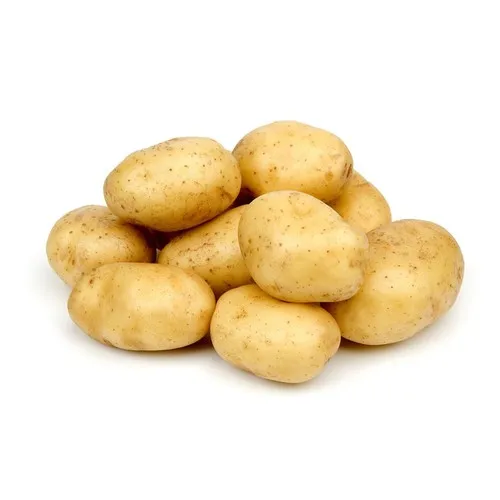 2021 new fresh holland potato Low Price
