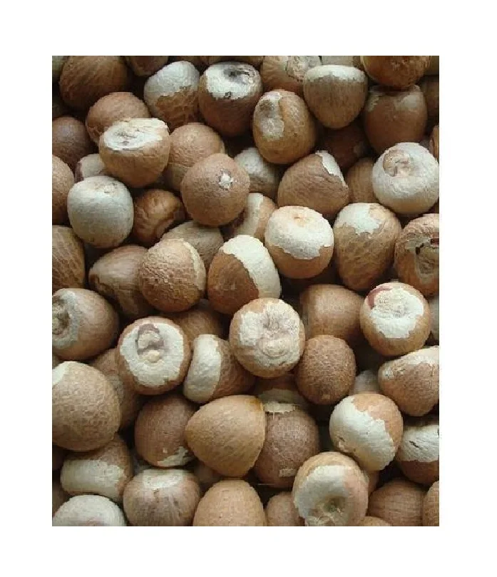 THE LOWEST PRICE BETEL NUT/ NATURAL ARECA NUT FROM VIETNAM/ DRY SUPARI (Jasmine: +84 37 461 9429)