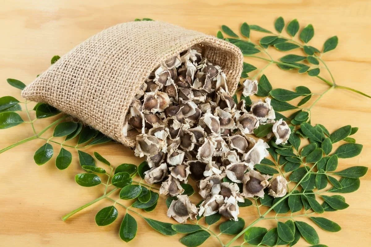 Moringa /Oleifera Seeds  for  Oil Extraction use  from India Agri Farm