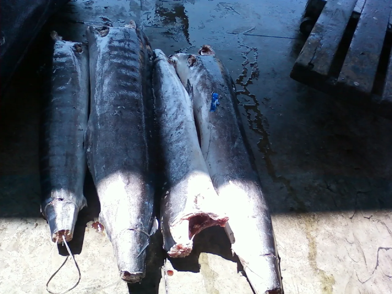 ISO GMP HACCP Certified 20KG Low-Fat Low-Sodium White Marlin from Ivory Coast Nutritious Frozen Fish