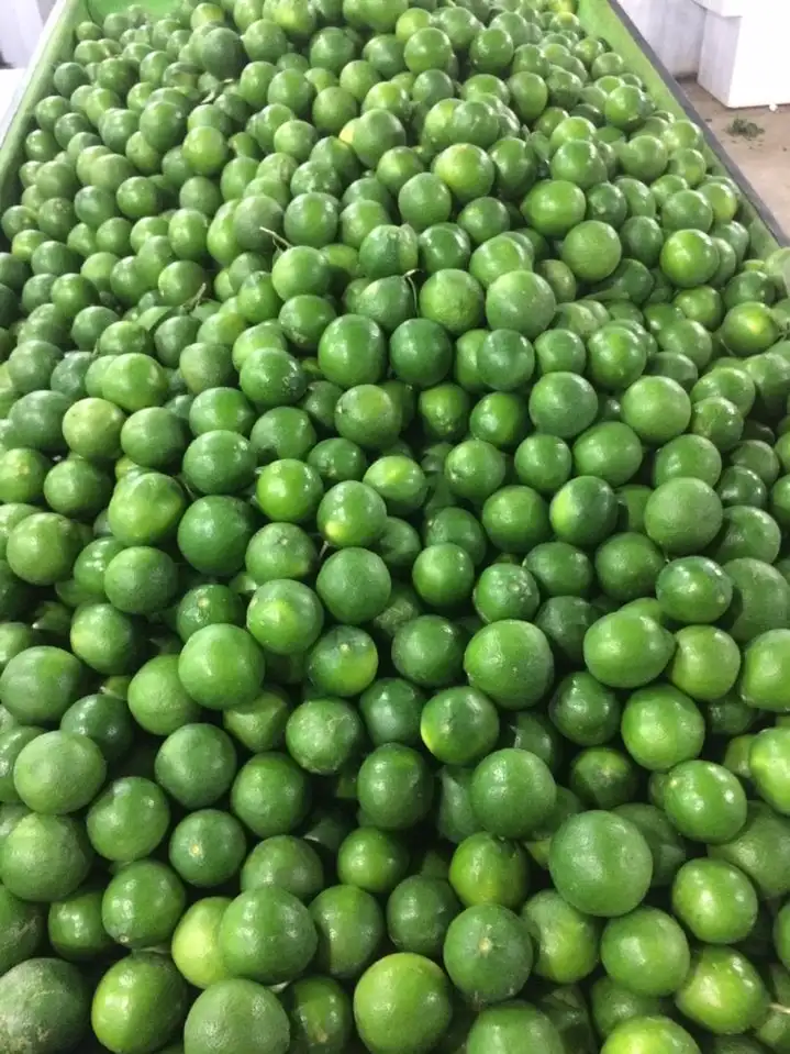 High quality Fresh Seedless Lime From Vietnam