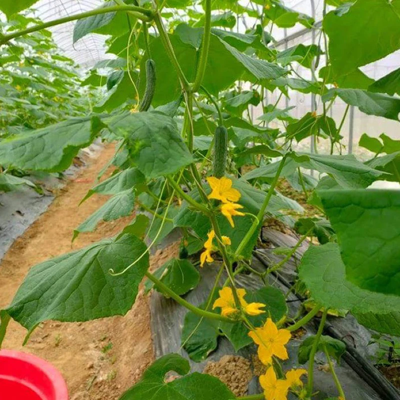 Свежий молодой огурец, изготовленный во Вьетнаме, высококачественный молодой огурец