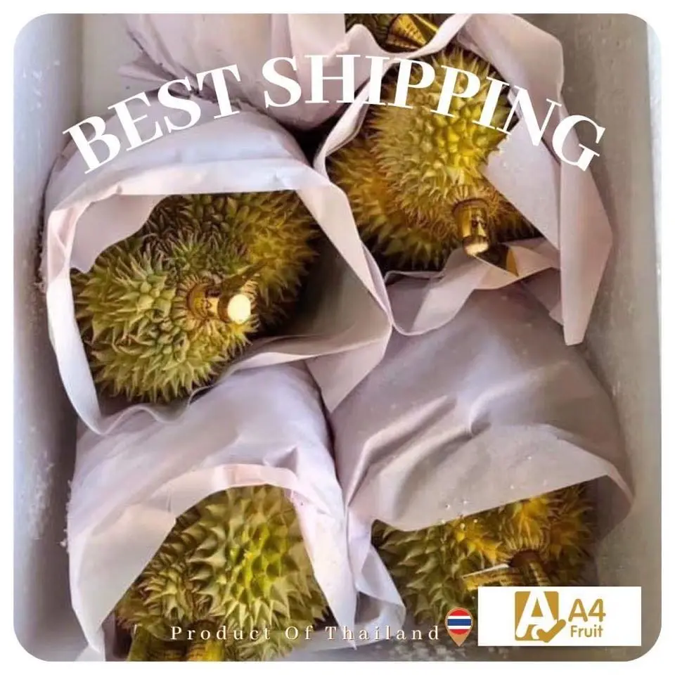 Premium Quality Fresh durians durian frozen durian from Thailand Tropical Style Thai