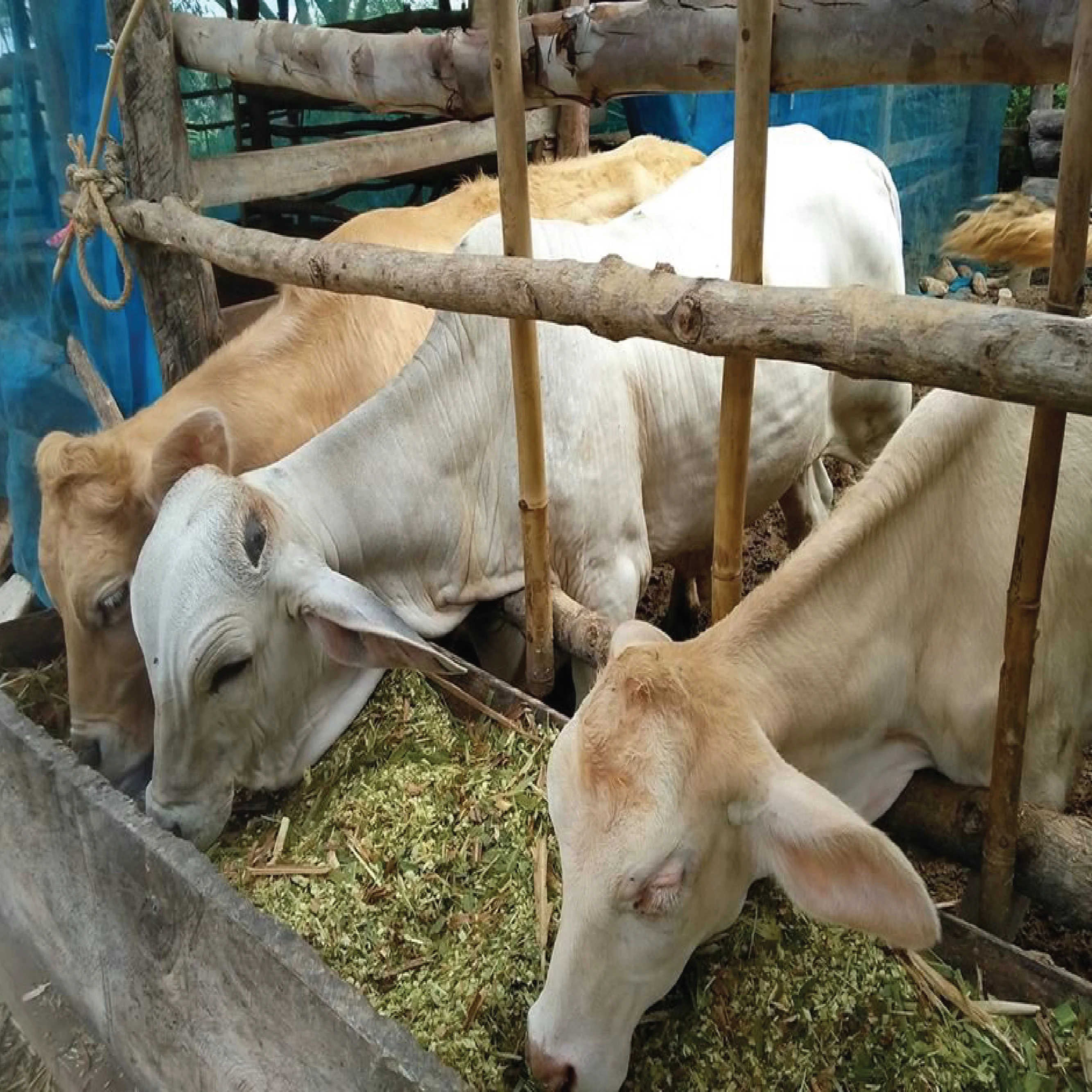 
Farm Animal food Nepia Grass High quality from Thailand 