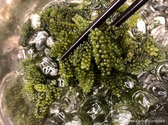  Свежий каулерпы lentillifera/LATO-Премиум LATO морской виноград/морской виноград от Вьетнам (г-жа Деми + 84 961733400)