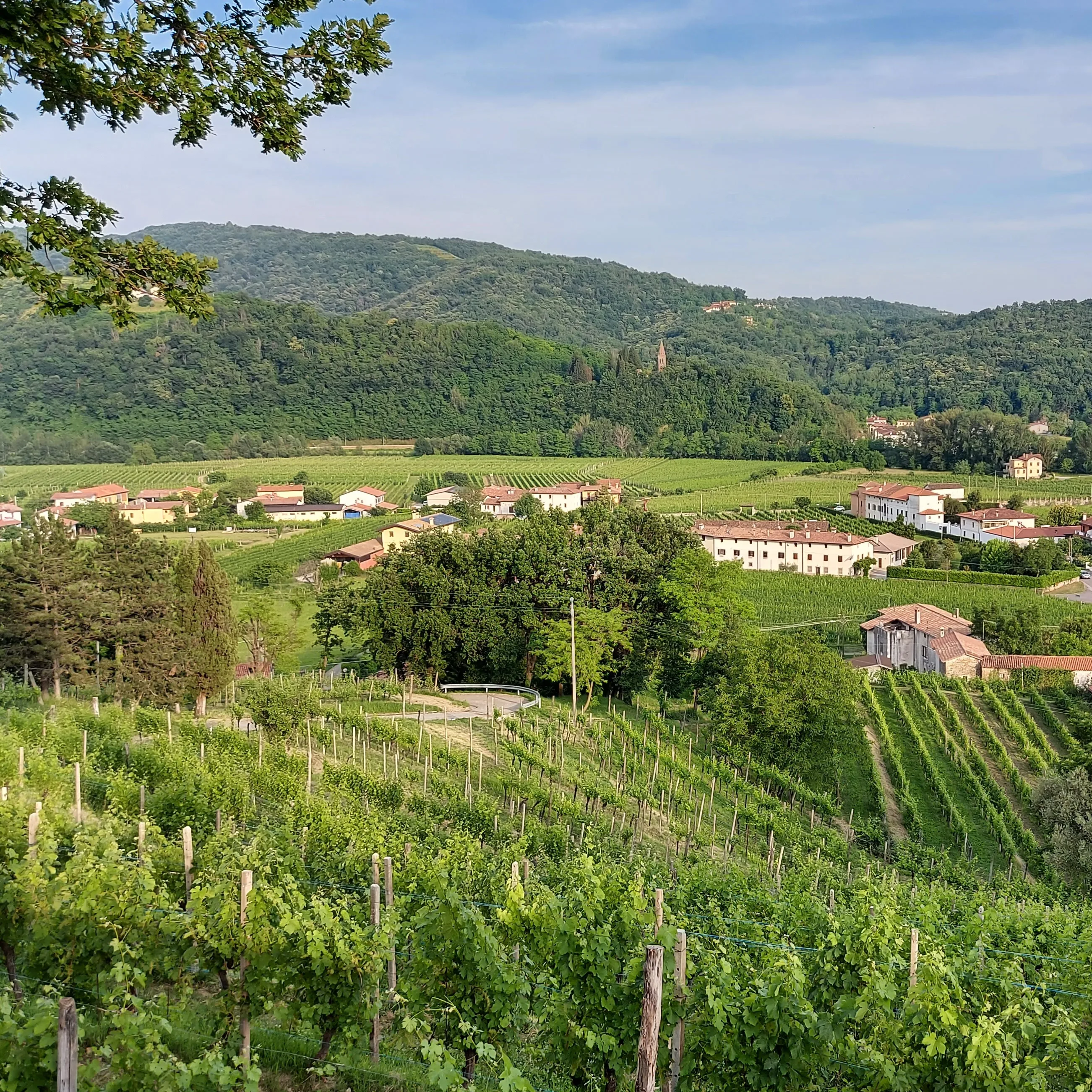 Top seller Italian Wine Vigna Petrussa SCHIOPPETTINO PREPOTTO REFOSCO SCHIOPPETTINO CABERNET FRANC RISERVA REBUSSON for horeca