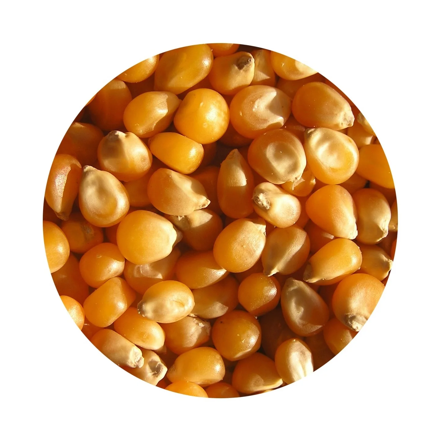 
 Оптовая продажа, органические сельскохозяйственные зерновые семена корма, кукурузы  